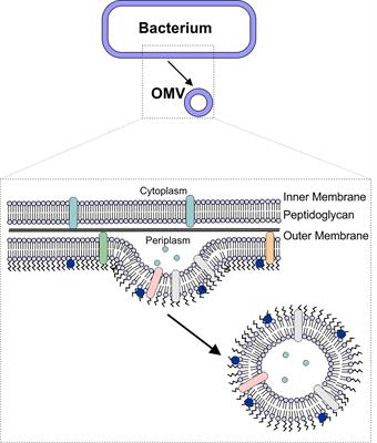 Bacterial Outer Membrane Vesicles as Antibiotic Delivery Vehicles